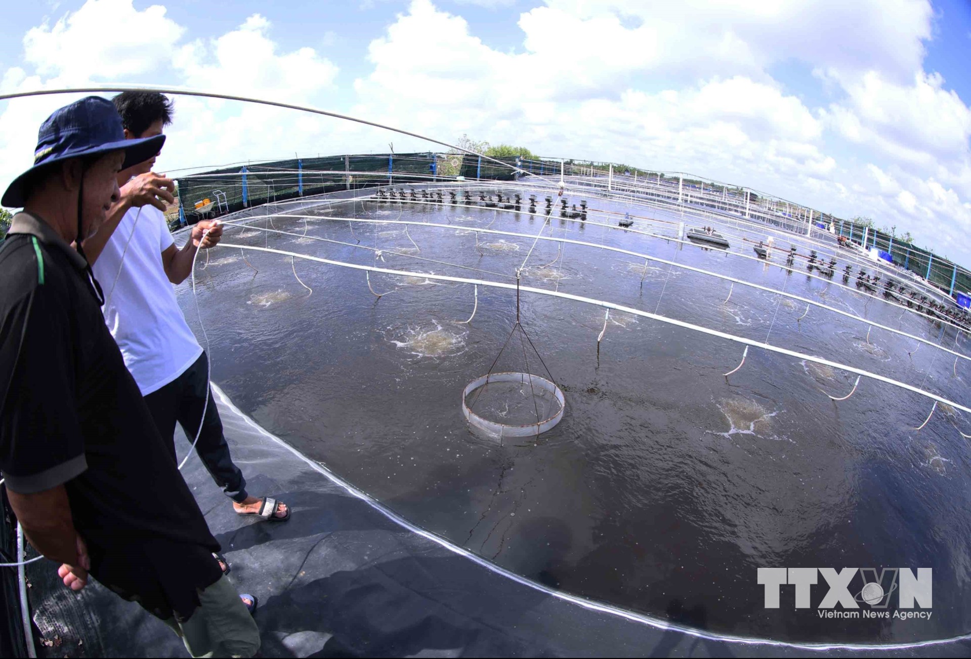 Hộ nông dân Mai Duyên Hải, ở ấp 15, xã Vĩnh Hậu có diện tích 1.000m2/ 2ha, thả nuôi tôm thương phẩm ứng dụng công nghệ nuôi siêu thâm canh tuần hoàn ít thay nước, an toàn sinh học (RASIMTA), mỗi năm thu hoạch 6 tấn/1.000m2/năm, thu lãi khoảng 150 triệu đồng/năm. (Ảnh: Vũ Sinh/TTXVN)
